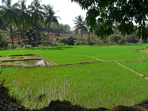 Goa, rice paddy